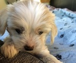 Small #1 Chinese Crested