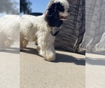 Small Photo #19 Cocker Spaniel Puppy For Sale in AVONDALE-GOODYEAR, AZ, USA