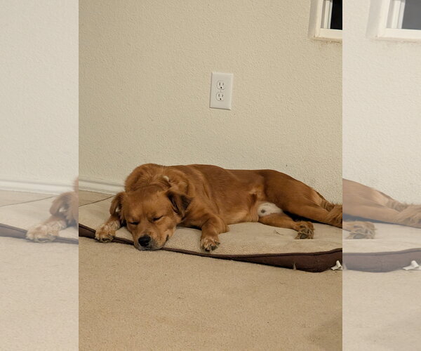 Medium Photo #2 Retriever -Unknown Mix Puppy For Sale in Denton, TX, USA