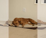 Small #1 Retriever  Mix