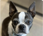 Small Boston Terrier