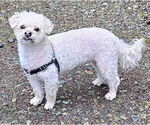 Small #2 Poodle (Toy) Mix