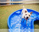 Small #5 Black Mouth Cur-Boxer Mix