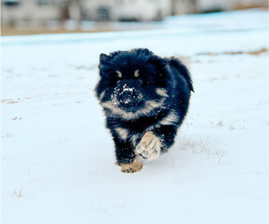 Pomsky Puppy for sale in GREENVILLE, MI, USA