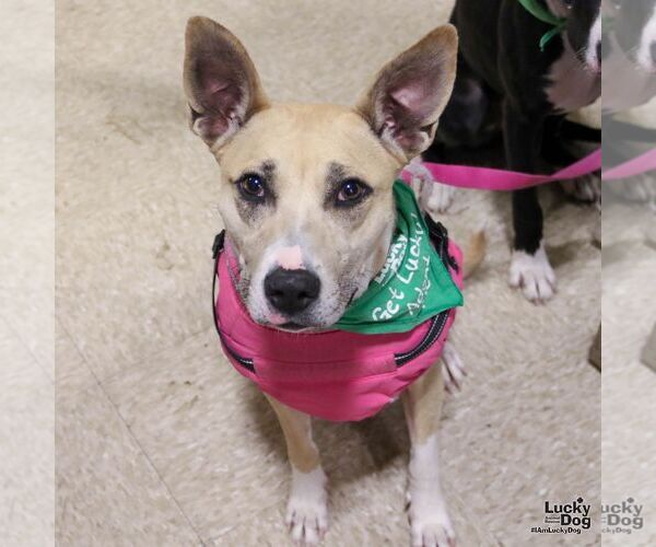 Medium Photo #6 Mutt Puppy For Sale in Washington, DC, USA