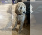 Puppy Pearl Poodle (Standard)