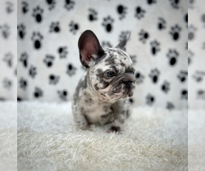 French Bulldog Puppy for sale in BOSTON, MA, USA