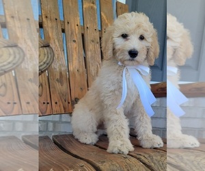 Goldendoodle Puppy for Sale in GUYTON, Georgia USA