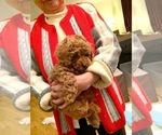 Small Photo #2 Poodle (Toy) Puppy For Sale in NORTH HAMPTON, MA, USA