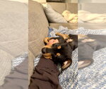 Small #1 Lab-Rat Terrier