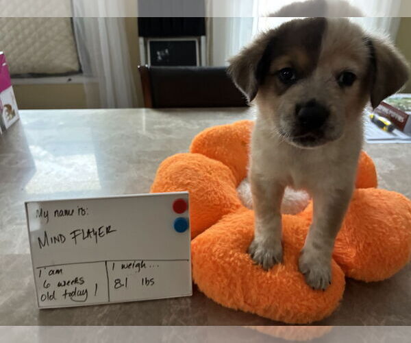 Medium Photo #3 Great Pyrenees-Unknown Mix Puppy For Sale in Minneapolis, MN, USA