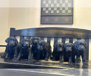 English Bulldogge Puppy for sale in SUTHERLIN, VA, USA
