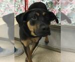 Small German Shepherd Dog Mix