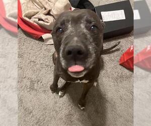 American Staffordshire Terrier-Unknown Mix Dogs for adoption in San Antonio, TX, USA