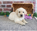 Small #2 Labrador Retriever