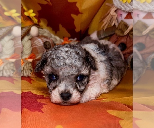 Medium Photo #1 Poodle (Toy) Puppy For Sale in LOVELY, KY, USA