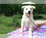 Small #1 German Shepherd Dog