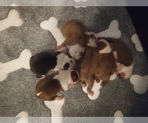 Boston Terrier Litter for sale in LOXAHATCHEE, FL, USA