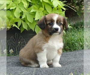 Cava-Corgi Puppy for sale in HONEY BROOK, PA, USA