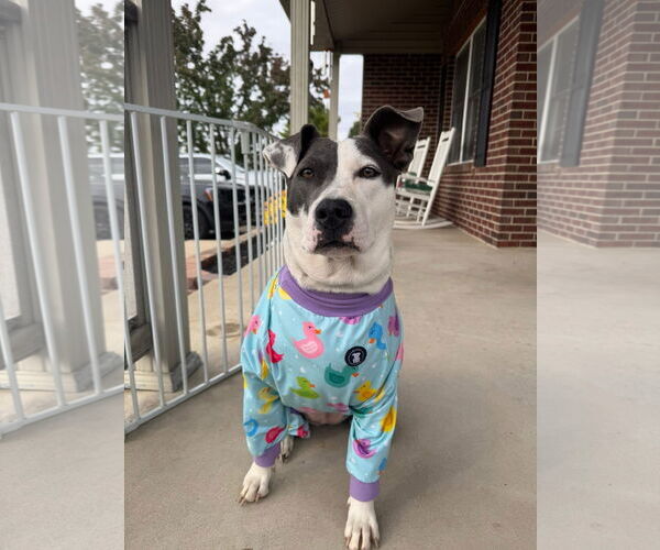 Medium Photo #1 American Pit Bull Terrier-Unknown Mix Puppy For Sale in Germantown, OH, USA