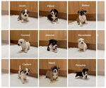 Small #5 Boston Huahua
