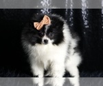Small Photo #87 Pomeranian Puppy For Sale in WARSAW, IN, USA