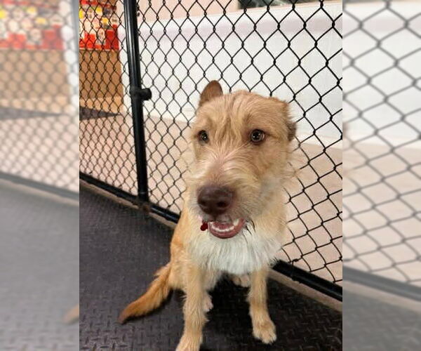 Medium Photo #10 Mutt Puppy For Sale in Grafton, WI, USA