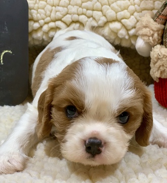 Medium Photo #3 Cavalier King Charles Spaniel Puppy For Sale in LEICESTER, NC, USA