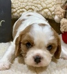 Small Photo #3 Cavalier King Charles Spaniel Puppy For Sale in LEICESTER, NC, USA