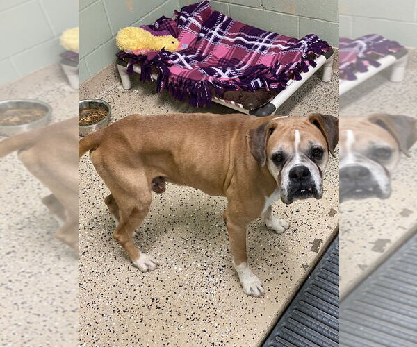 Medium Photo #3 Boxer Puppy For Sale in Austin, TX, USA