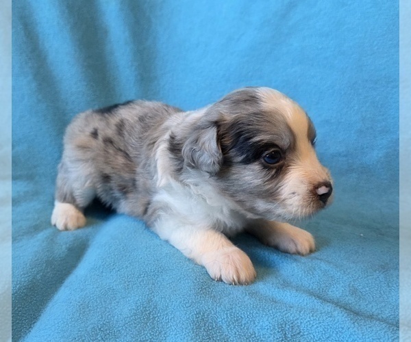 Medium Photo #7 Aussiedoodle Puppy For Sale in WILLS POINT, TX, USA