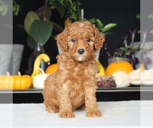 Goldendoodle (Miniature) Puppy for sale in AUGUSTA, WV, USA