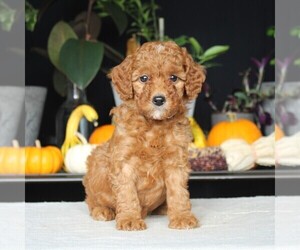 Medium Goldendoodle (Miniature)