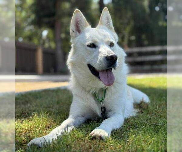 Medium Photo #3 German Shepherd Dog Puppy For Sale in Camarillo, CA, USA