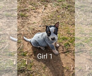 Australian Cattle Dog Puppy for Sale in MADISON, Georgia USA