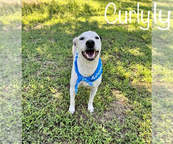 Medium Photo #5 Mutt Puppy For Sale in Conway, AR, USA