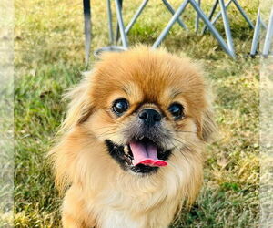 Pekingese Dogs for adoption in Germantown, OH, USA