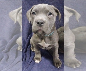 American Bully-Cane Corso Mix Puppy for sale in CHICORA, PA, USA