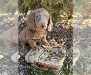 Dachshund Puppy for sale in MIDDLEBURY, IN, USA