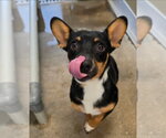 Small Photo #2 Mutt Puppy For Sale in Lakewood, CO, USA