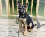 Small Photo #5 German Shepherd Dog Puppy For Sale in ATLANTA, GA, USA
