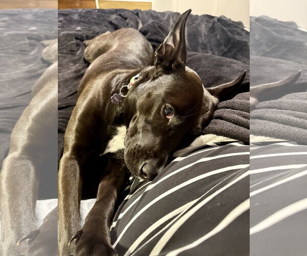 Medium Photo #7 Labrador Retriever-Unknown Mix Puppy For Sale in Holly Springs, NC, USA