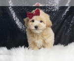 Small #3 Maltipoo