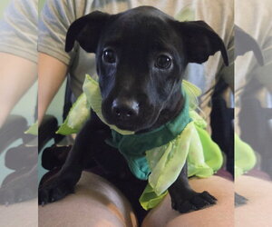 Blanche - Female Shih Tzu-Unknown Mix Dog for Adoption - Photo #3