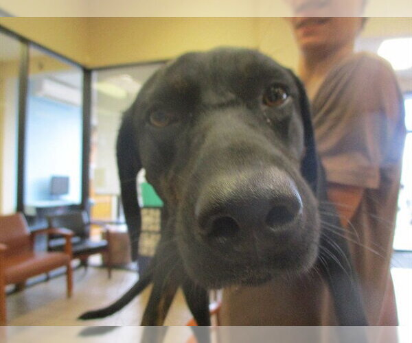 Medium Photo #1 Labrador Retriever Puppy For Sale in Ocala, FL, USA