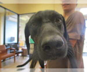 Labrador Retriever Dogs for adoption in Ocala, FL, USA