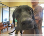 Small Labrador Retriever