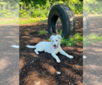 Small #40 Great Pyrenees Mix