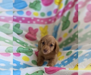 Dachshund Puppy for sale in SACRAMENTO, CA, USA