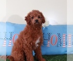 Small #3 Goldendoodle (Miniature)